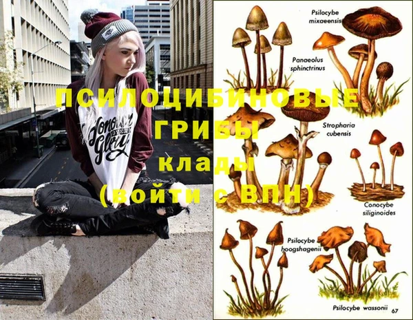 индика Бородино